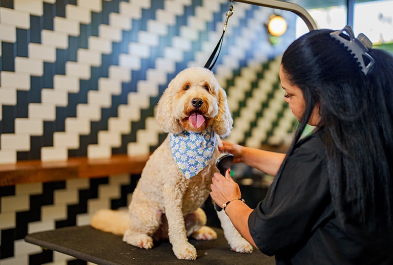 bay park groomer working with a dog