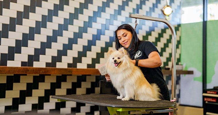 bay park groomer working with a dog