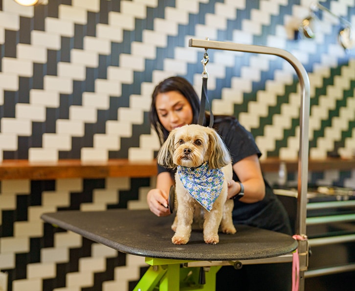 bay park groomer working with a dog