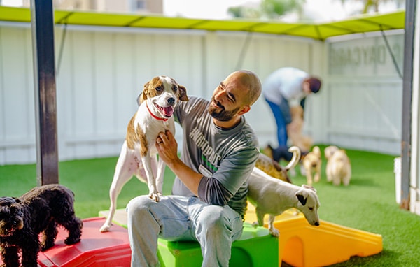 paw commons staff member playing with dog