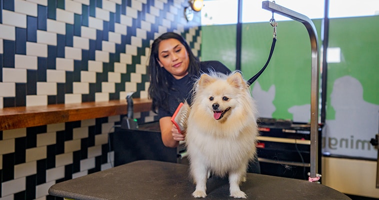 kearny mesa groomer working with dog