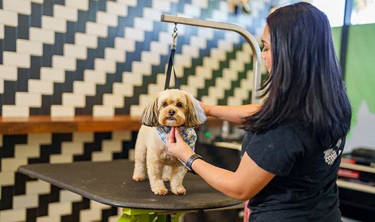 kearny mesa groomer working with dog