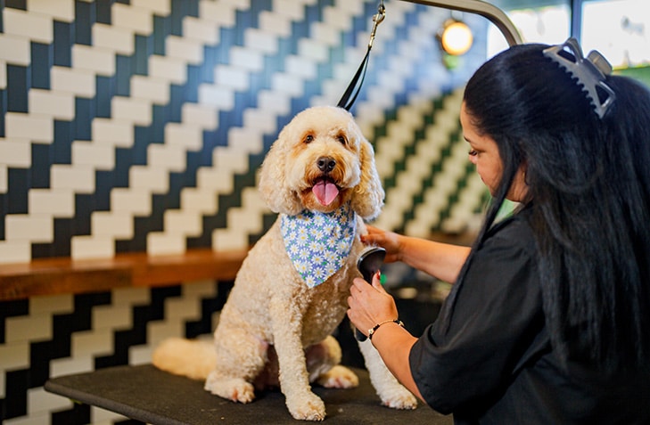 paw commons groomer working with a dog