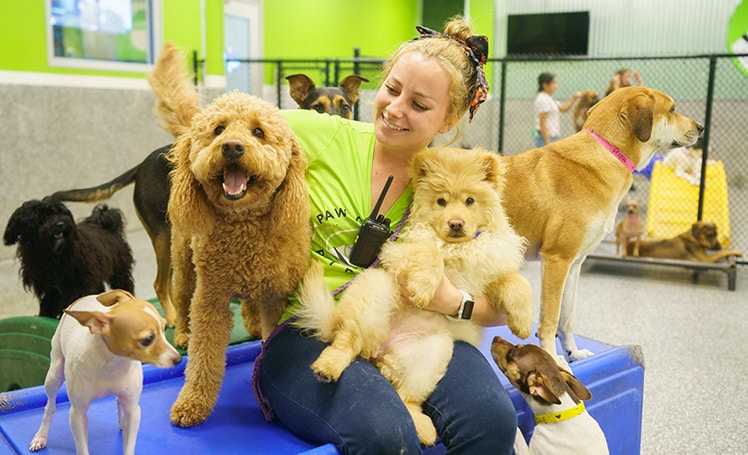 paw commons staff member playing w/dogs