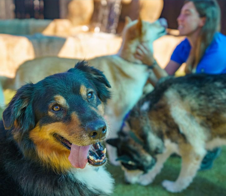Dogs in group play