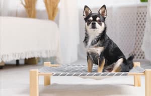 Dog on a bed