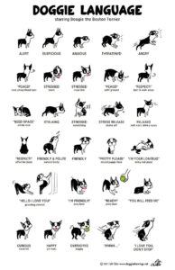 dogs different types of body language