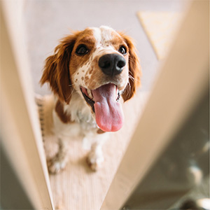 dog at door