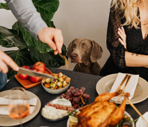 dog begging thanksgiving food