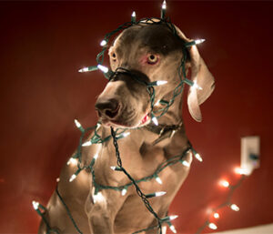 dog decorated with christmas lights