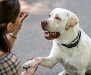 dog learning to sit