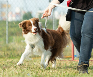dog working on leash training