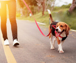 dog walking on a leash