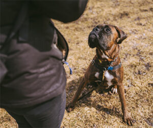 dog working with trainer