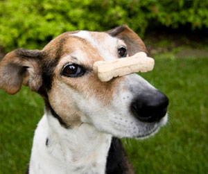 Dog with a treat on its nose