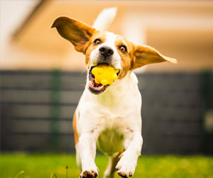 Dog running with a toy