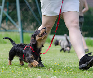 Owner walking their dog