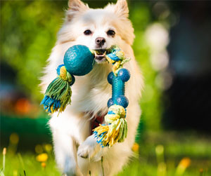 dog with a rope toy