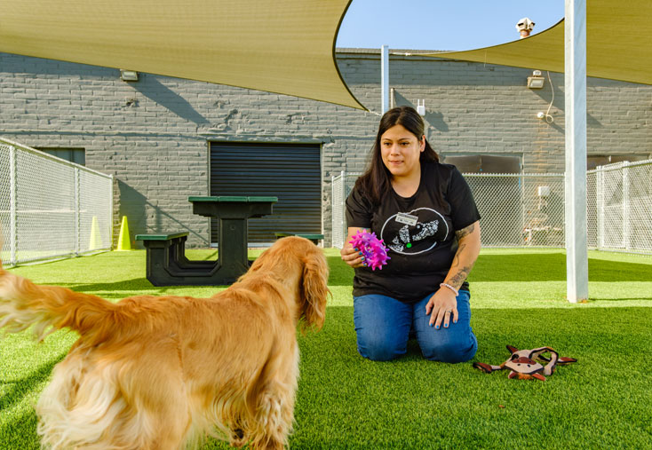 staff playing with a dog during boarding