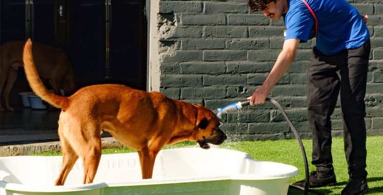 dog in the pool