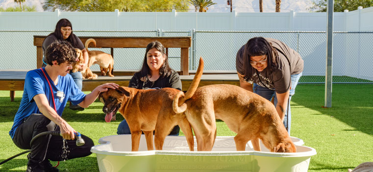 tucson-daycare-image-1 Dogs in daycare
