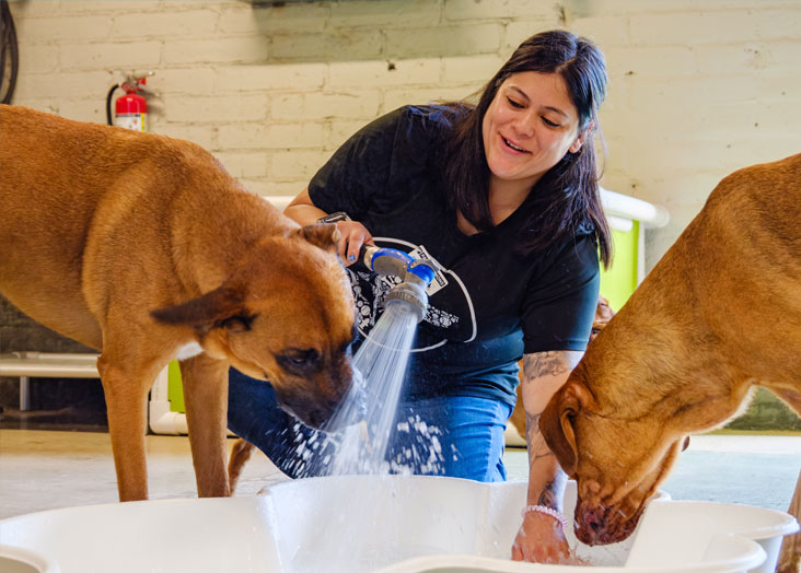 dogs playing in a pool