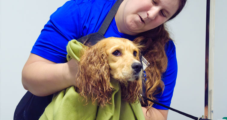 dog being groomed