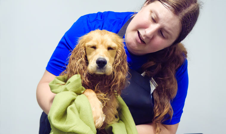 dog being groomed