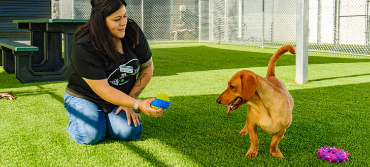 staff playing with a dog