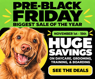 November Sale - Click to learn more