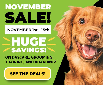 November Sale
